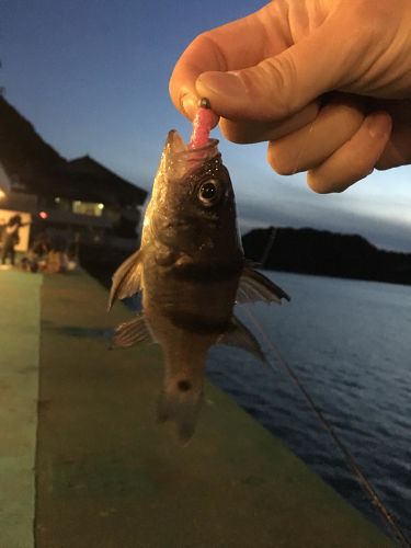 イシモチの釣果