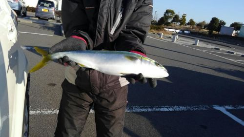 イナダの釣果