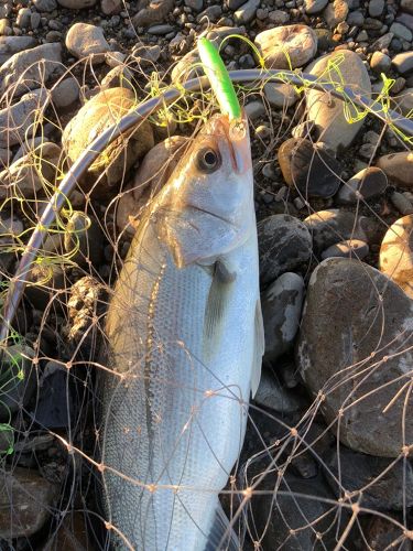 スズキの釣果