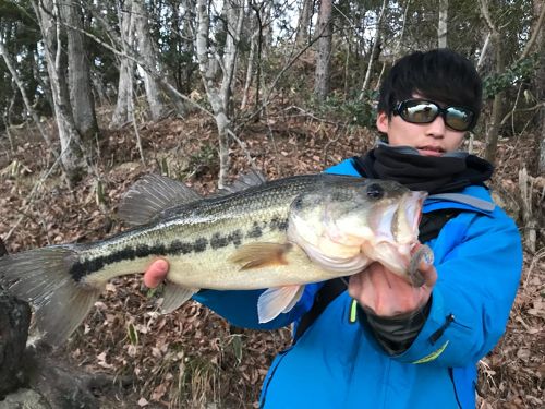 ブラックバスの釣果