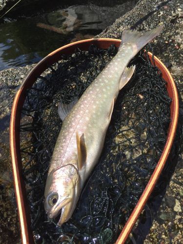 アメマスの釣果