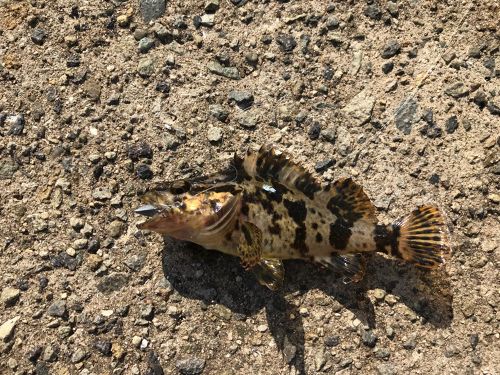 タケノコメバルの釣果