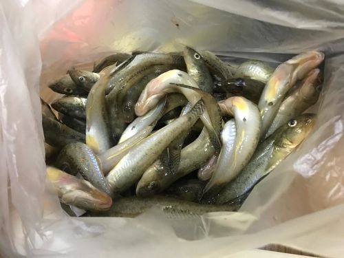 マハゼの釣果