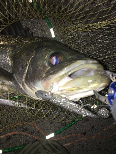 フッコ（マルスズキ）の釣果