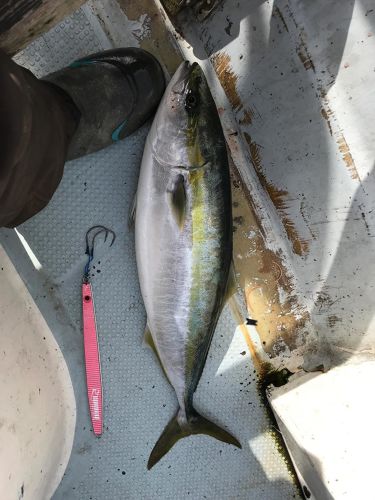 メジロの釣果