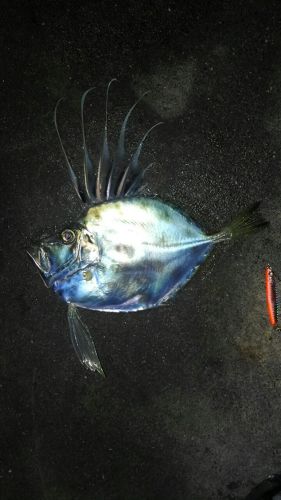 カガミダイの釣果