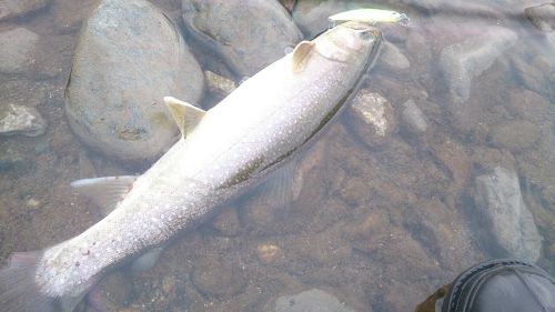 ニッコウイワナの釣果