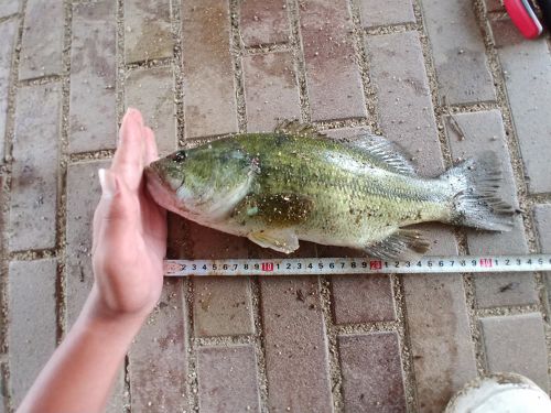 ブラックバスの釣果