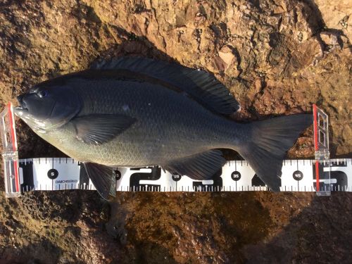 メジナの釣果