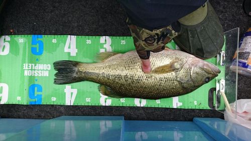 ブラックバスの釣果