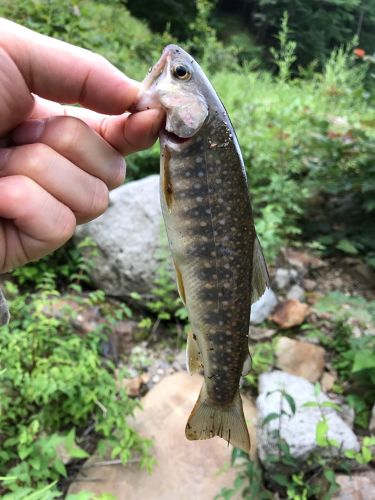 イワナの釣果