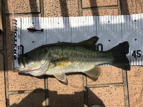 ブラックバスの釣果