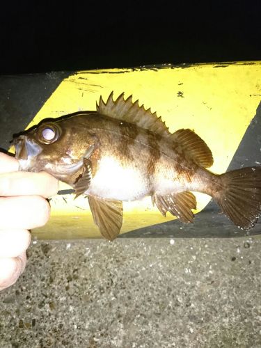 メバルの釣果