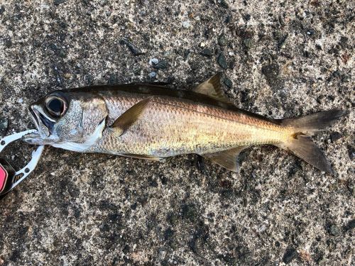 ムツの釣果