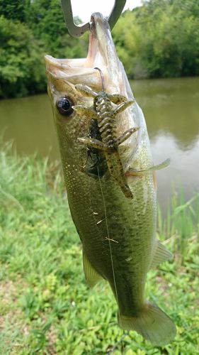 ブラックバスの釣果