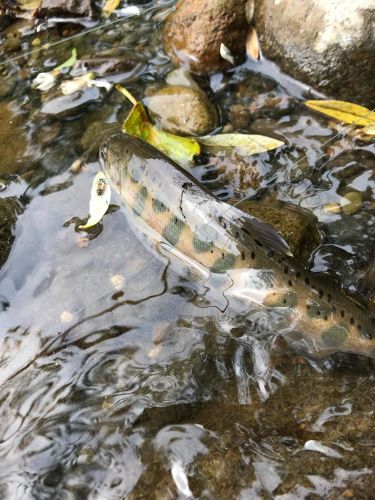 ヤマメの釣果