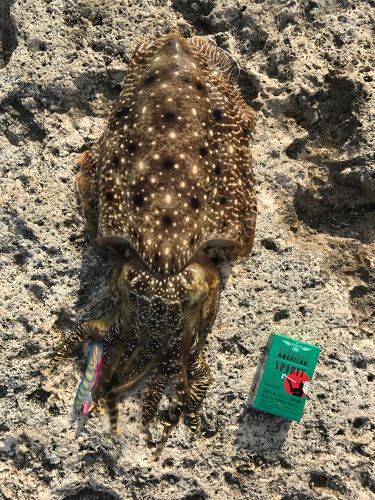 コウイカの釣果