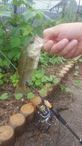 ラージマウスバスの釣果