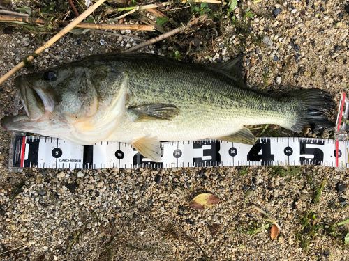 ブラックバスの釣果