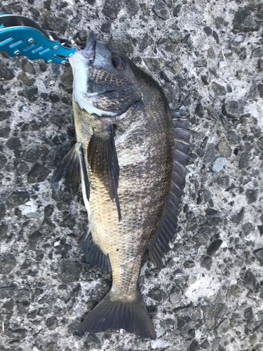 チヌの釣果