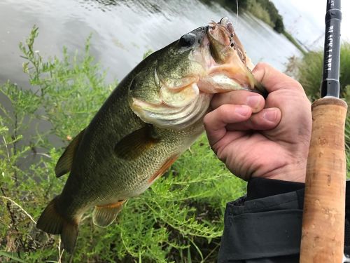 ラージマウスバスの釣果