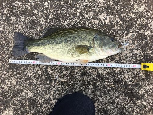 ブラックバスの釣果