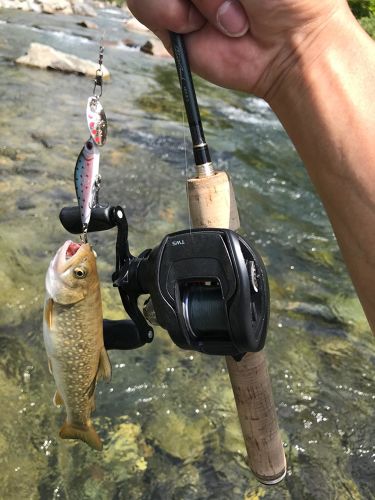 イワナの釣果