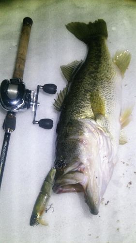 ブラックバスの釣果