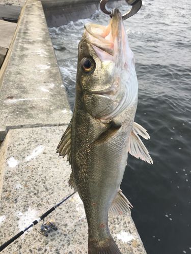 ハネ（マルスズキ）の釣果