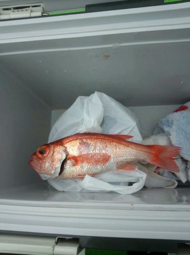 アカムツの釣果