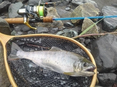 アマゴの釣果