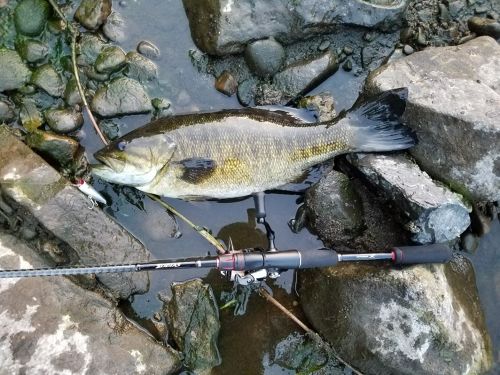 スモールマウスバスの釣果