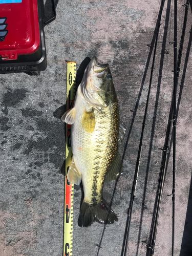 ブラックバスの釣果