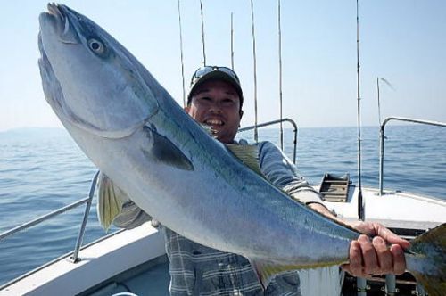 ブリの釣果