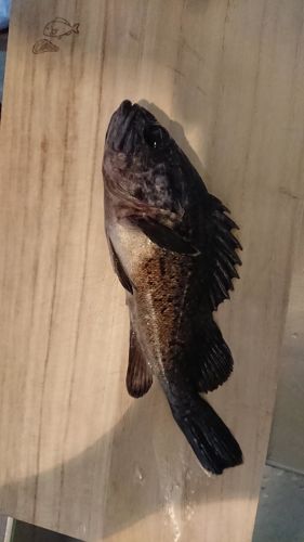 クロソイの釣果