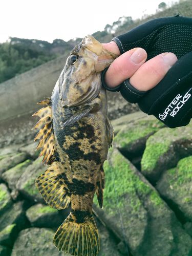 タケノコメバルの釣果