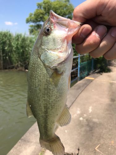 ブラックバスの釣果