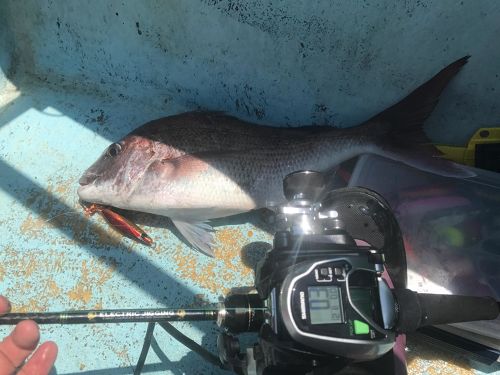 マダイの釣果