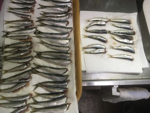 イワシの釣果