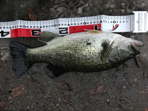 ブラックバスの釣果