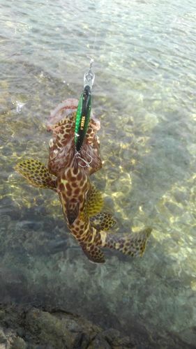 カンモンハタの釣果