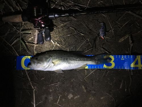 ブラックバスの釣果