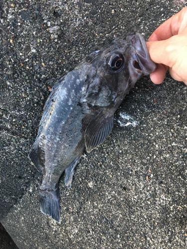 クロソイの釣果