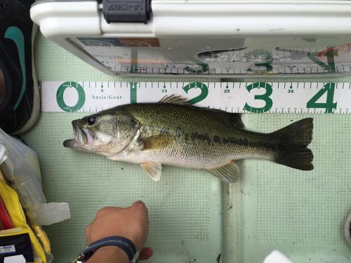 ラージマウスバスの釣果