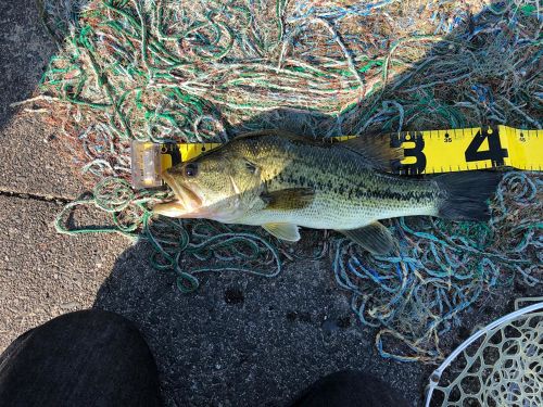 ラージマウスバスの釣果