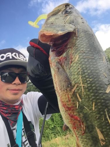 ブラックバスの釣果