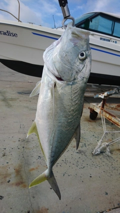 ガーラの釣果