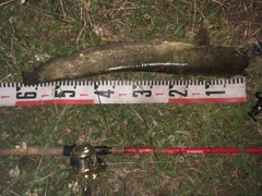 ナマズの釣果