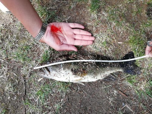 ブラックバスの釣果