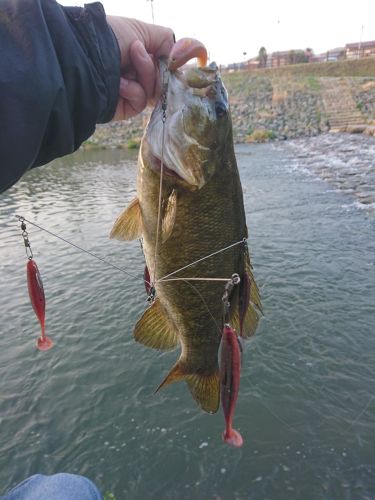 スモールマウスバスの釣果